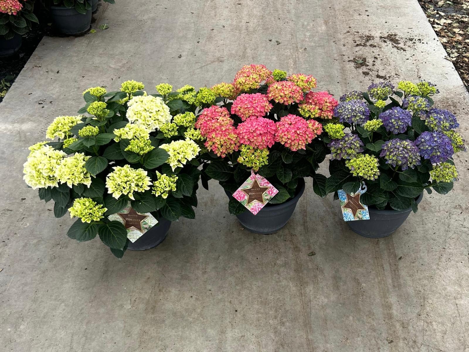 Hydrangea macr. Mixkar, 20+kn/bl, D 30