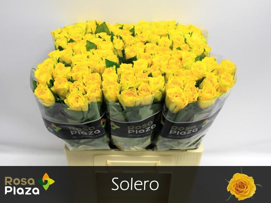 Роза од. Солеро 60, шт.
