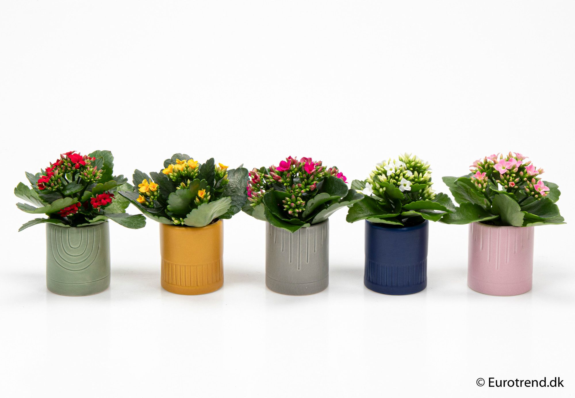 Kalanchoe in ceramic - New Look 2025, D 6