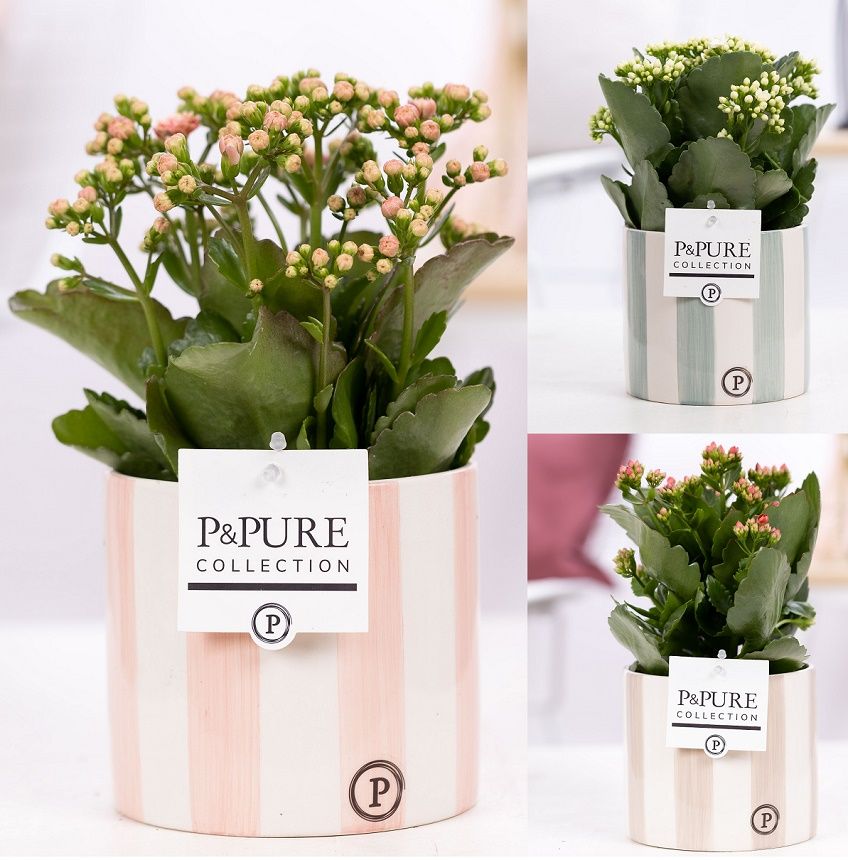 Kalanchoe mix in P&PURE Eline 2 ceramics ass.3, D 12