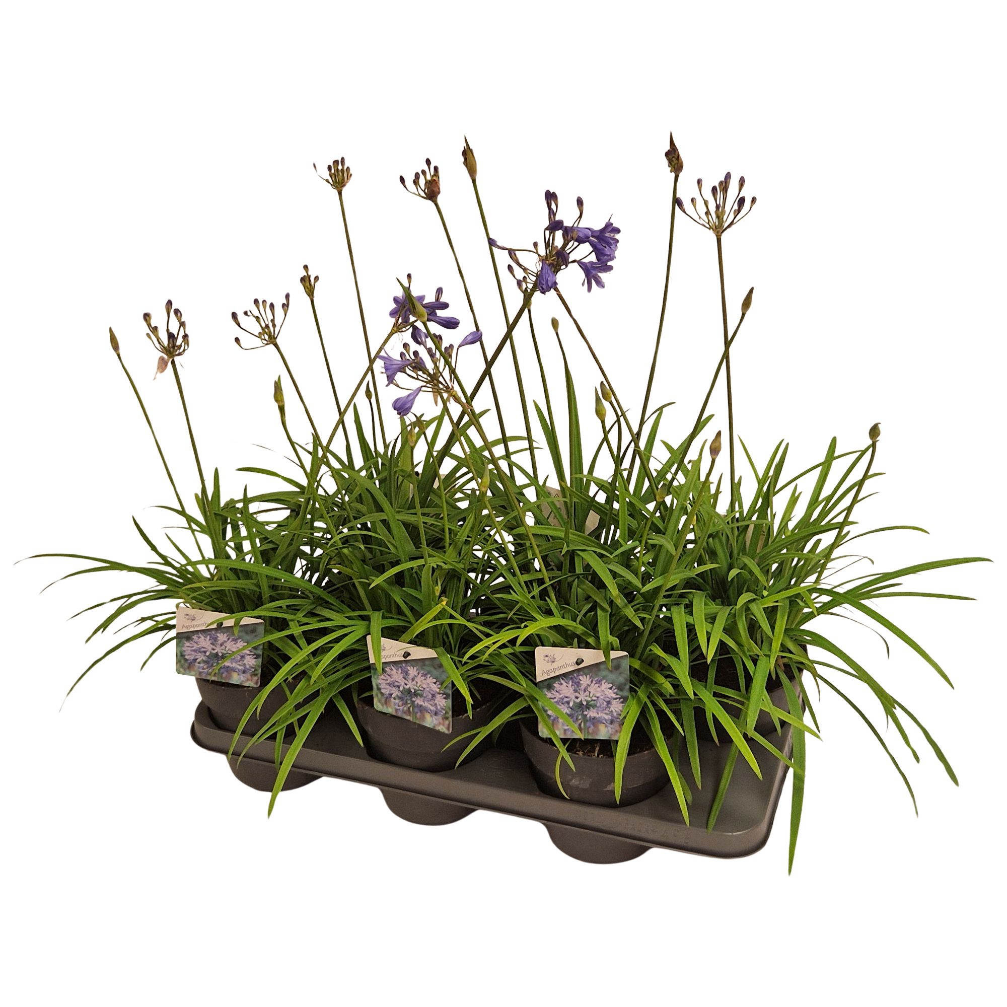 Agapanthus blauw. 15cm brilliant blue knoppen boven gewas, D 15
