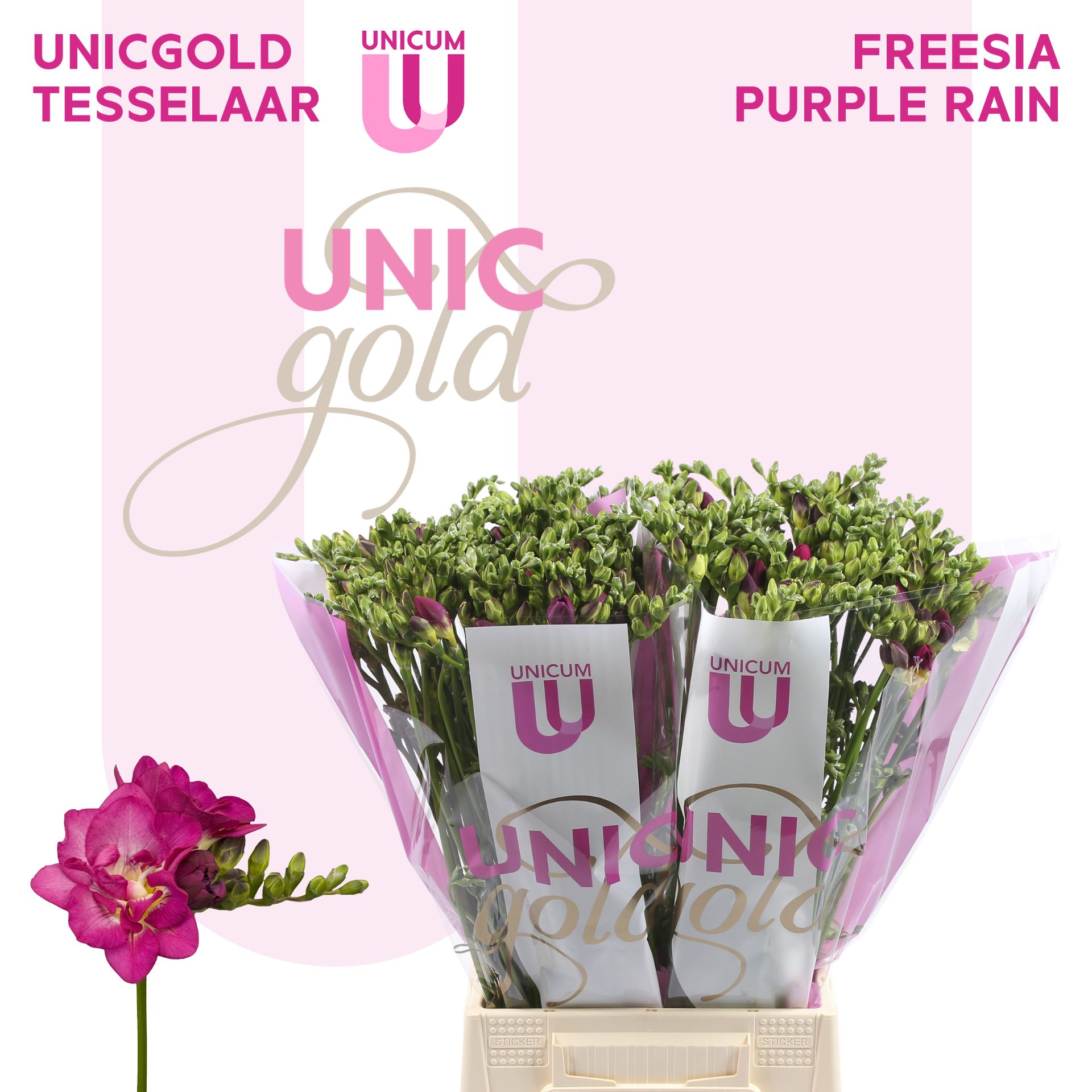 Фрезия дв. Перпл Рэйн 50, шт. Фрезия дв. Перпл Рэйн 50, шт.