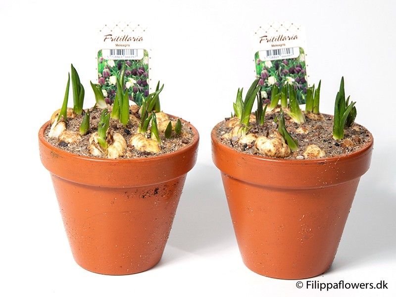 FRITILLARIA MELEAGRIS, D 11