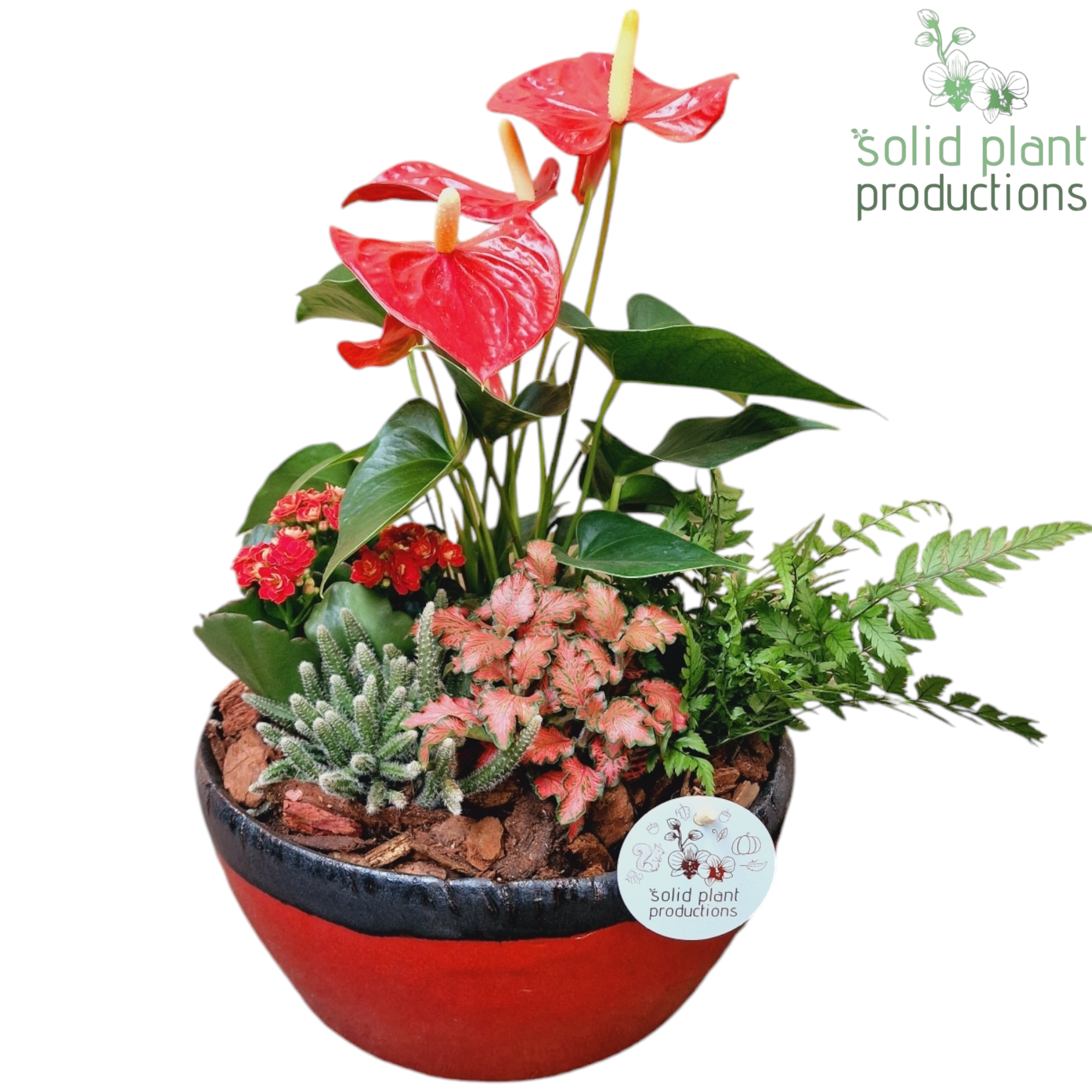 AT082 Olivia Red Anthurium, D 24