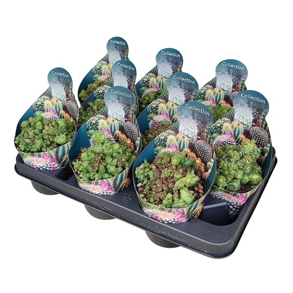 MAMMILLARIA BOCASANA CV. FRED MOSTRUOSA CRESTATA- POT Ø 10,5 - COLLECTION WITH POTCOVER (CACTUS), D 10,5