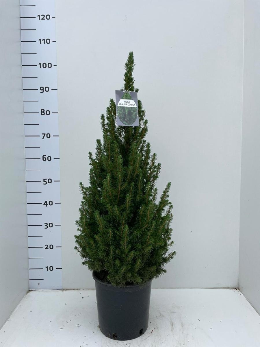 Picea gl. 'Conica', D 23 cm