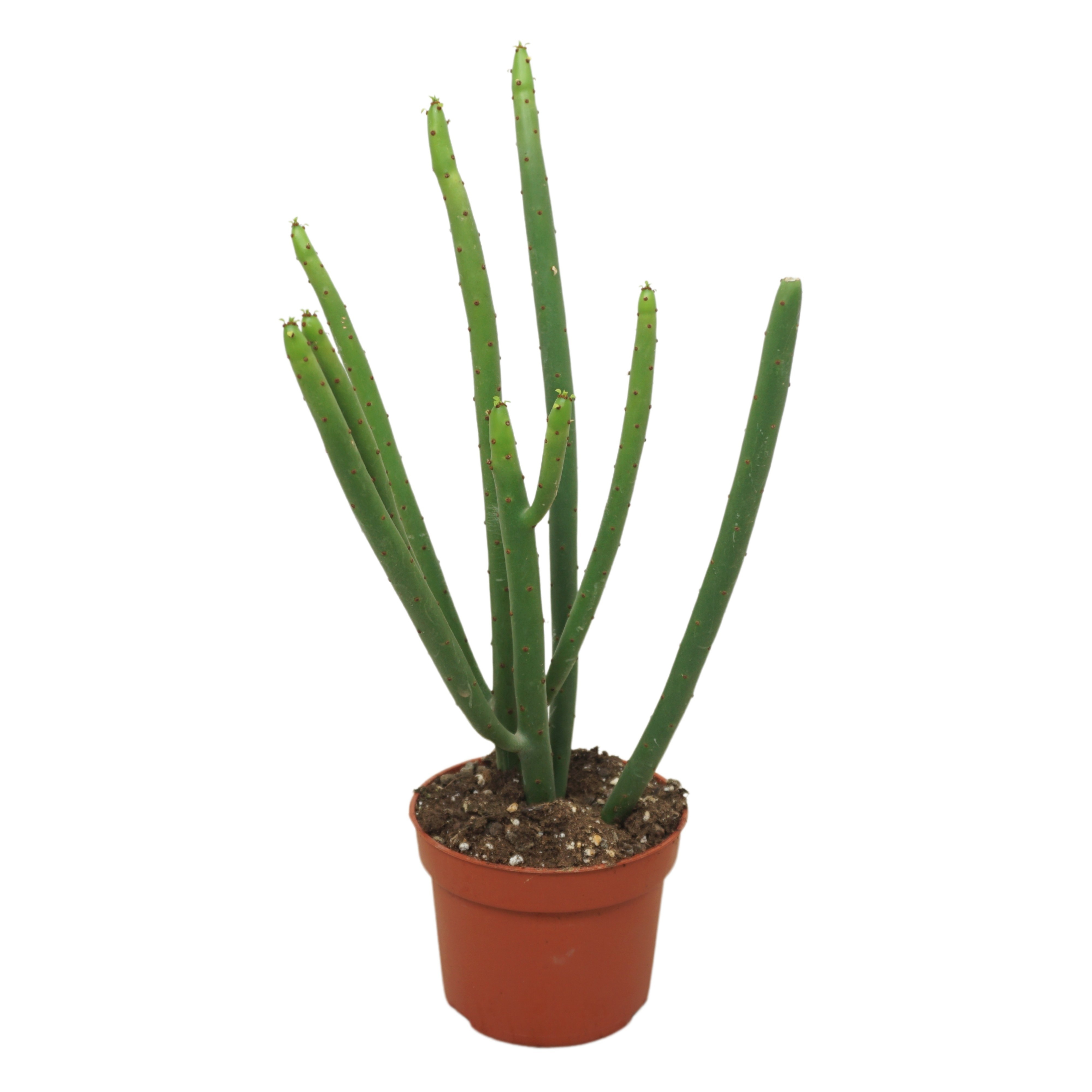 Euphorbia alluaudii 10,5 cm, D 10,5