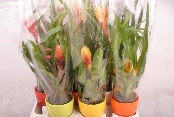 687 TO : P11 Bromelia mix kleuren in Keramiek pot, D 11 cm 687 TO : P11 Bromelia mix kleuren in Keramiek pot, D 11 cm