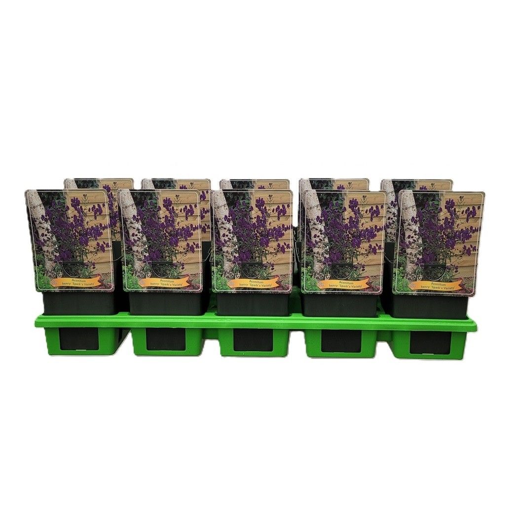 Aconitum Spark's variety P11, D 11