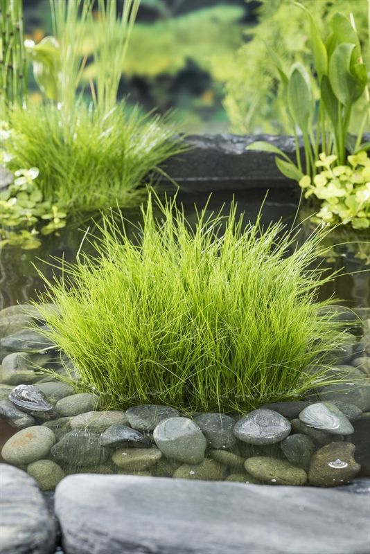 Eleocharis acicularis (11x11), D 11