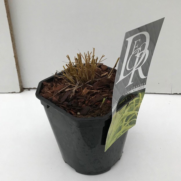 Hakonechloa macra 'Allgold', D 17