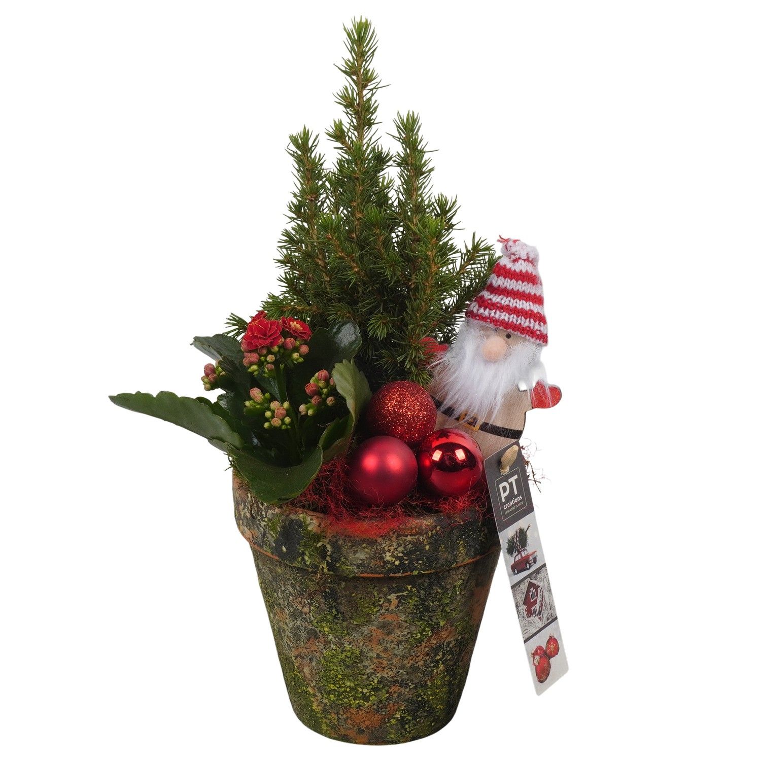PTCHR7358 Arrangement Christmas Red in terracotta pot, D 13 cm