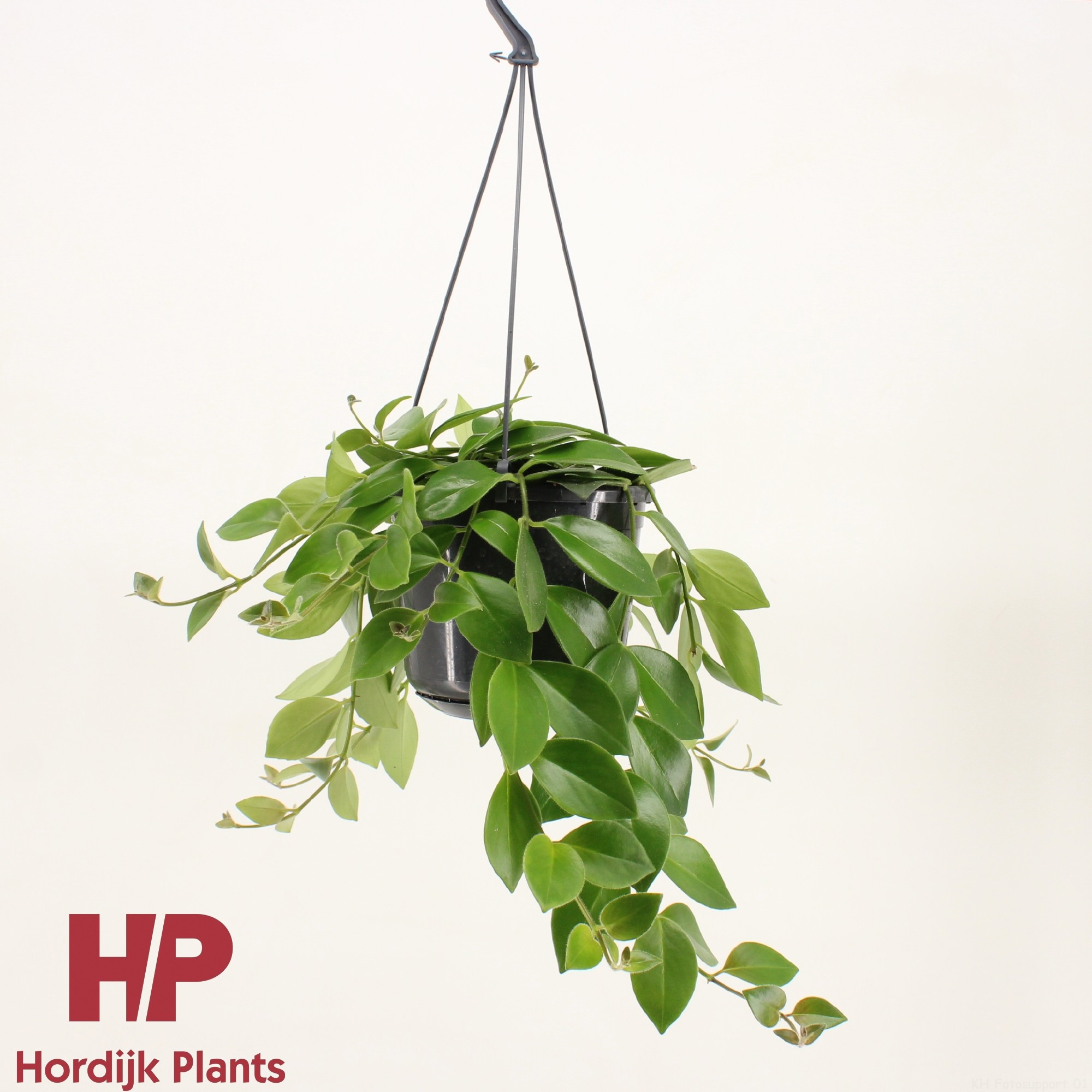 Aeschynanthus 'Mona Lisa' Groen, D 15