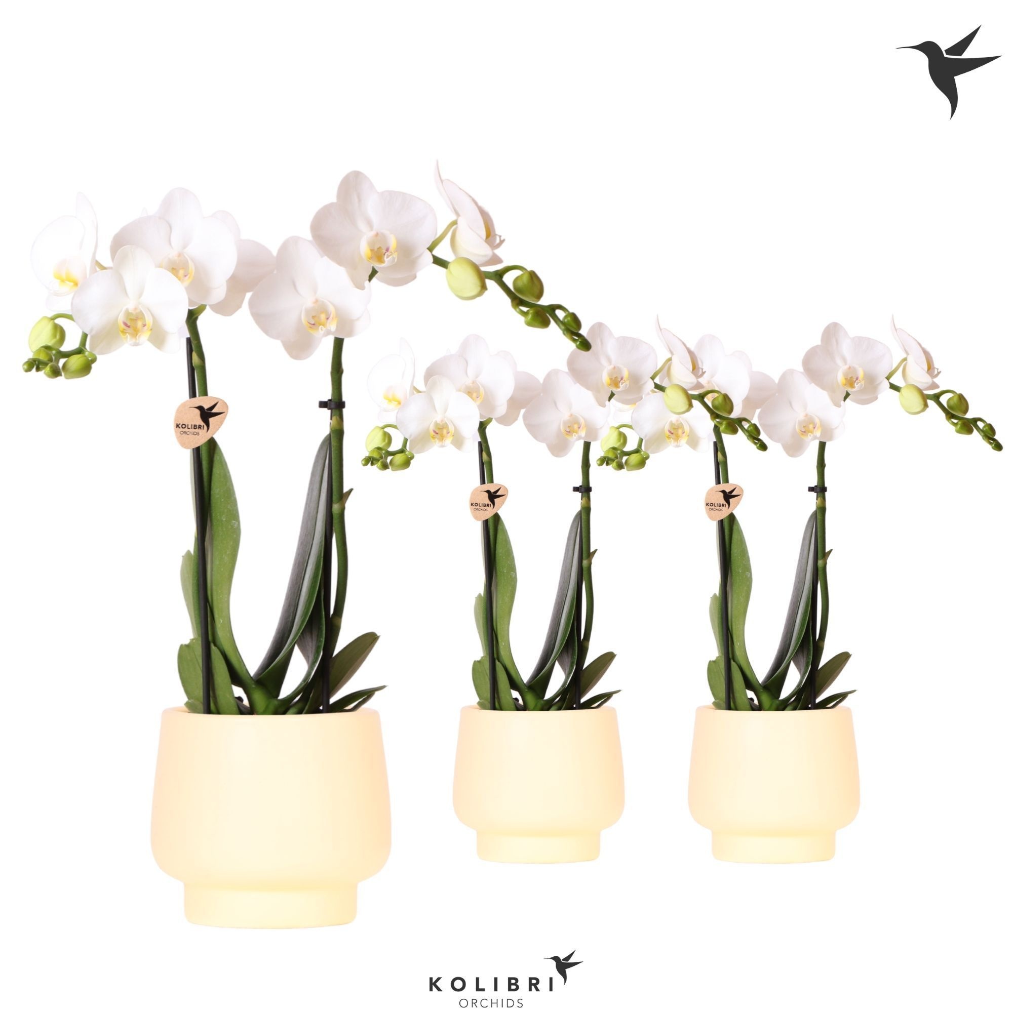 Kolibri Orchids Phalaenopsis white 2 spike in Scandic pot yellow, D 9