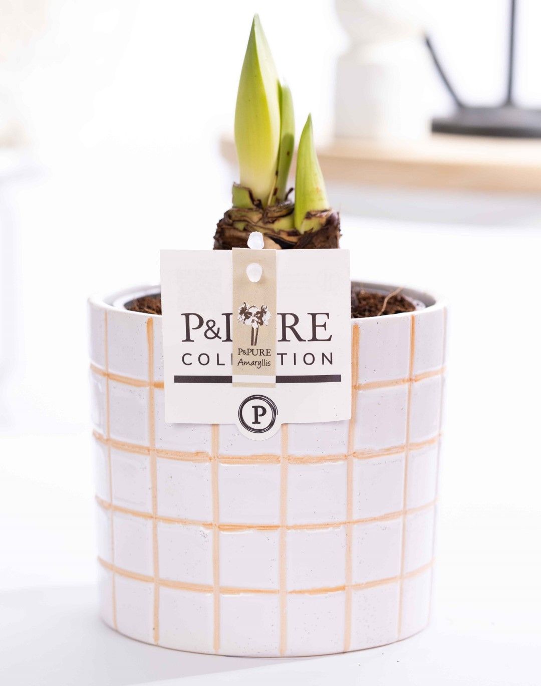 Hippeastrum white in P&PURE Tirza ceramics, D 12