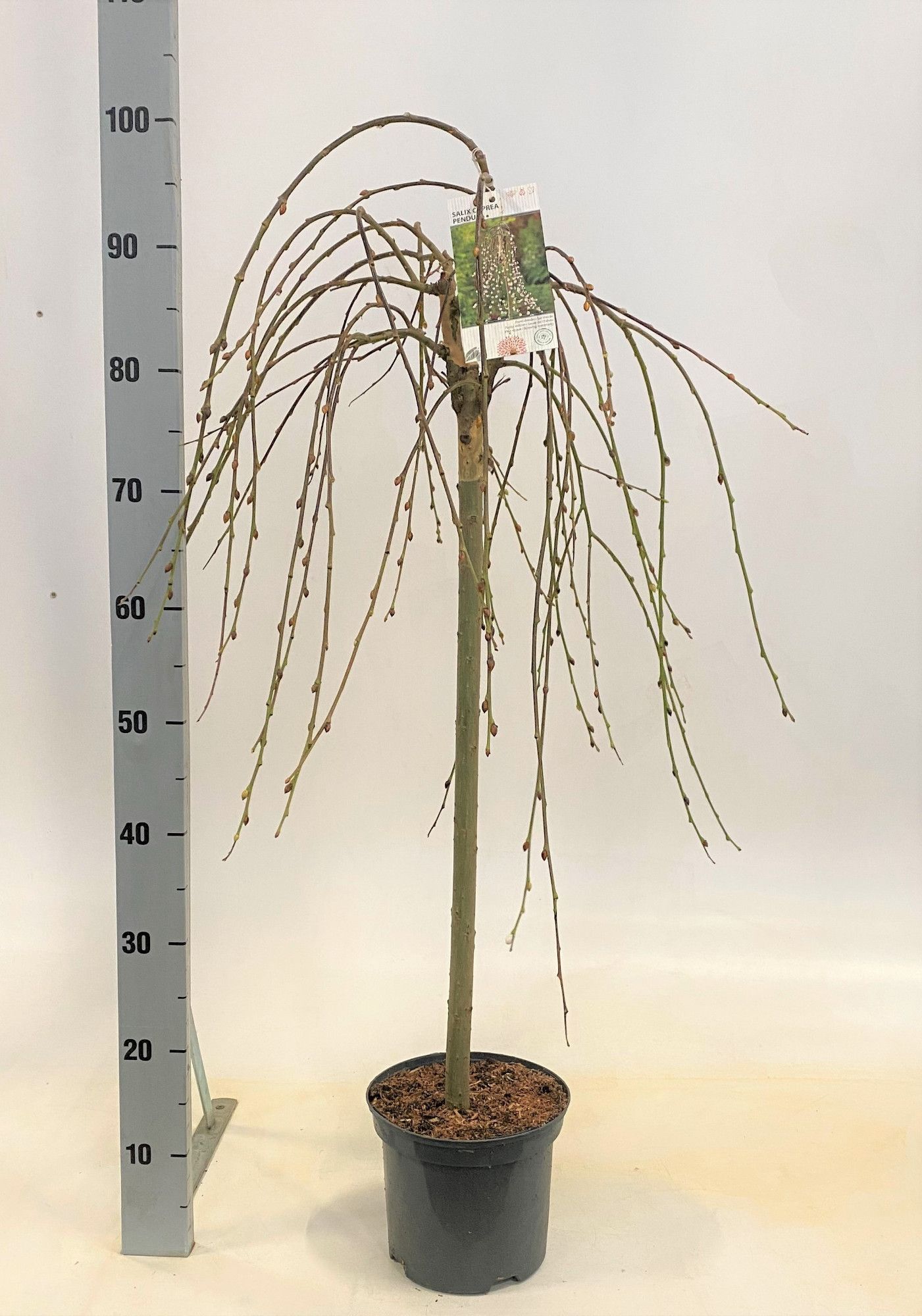 Salix caprea 'Pendula', D 19