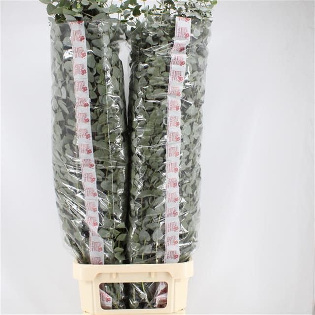 Эвкалипт Цинерея 160, шт.