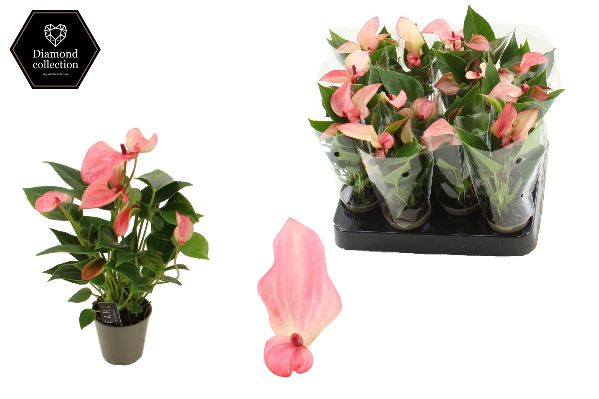 Anthurium 6 cm Matata in transparant sleeve, D 6