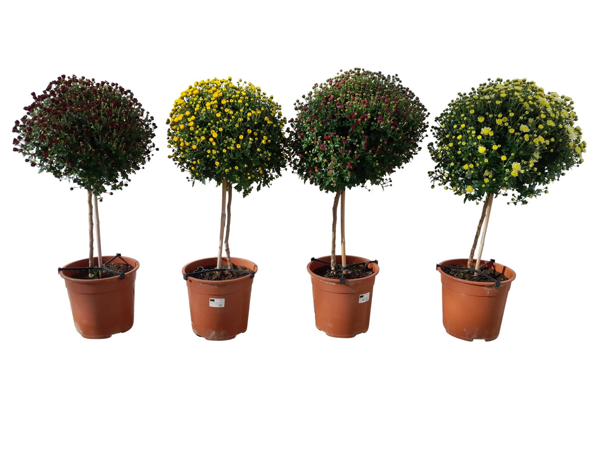 Chrysant op stam, D 21