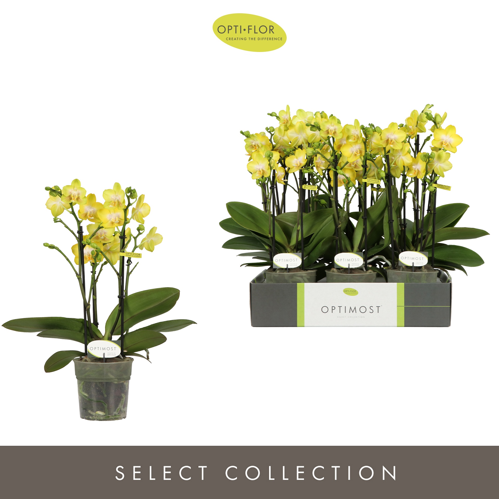 Optimost Arezzo 4 spike, D 12 cm