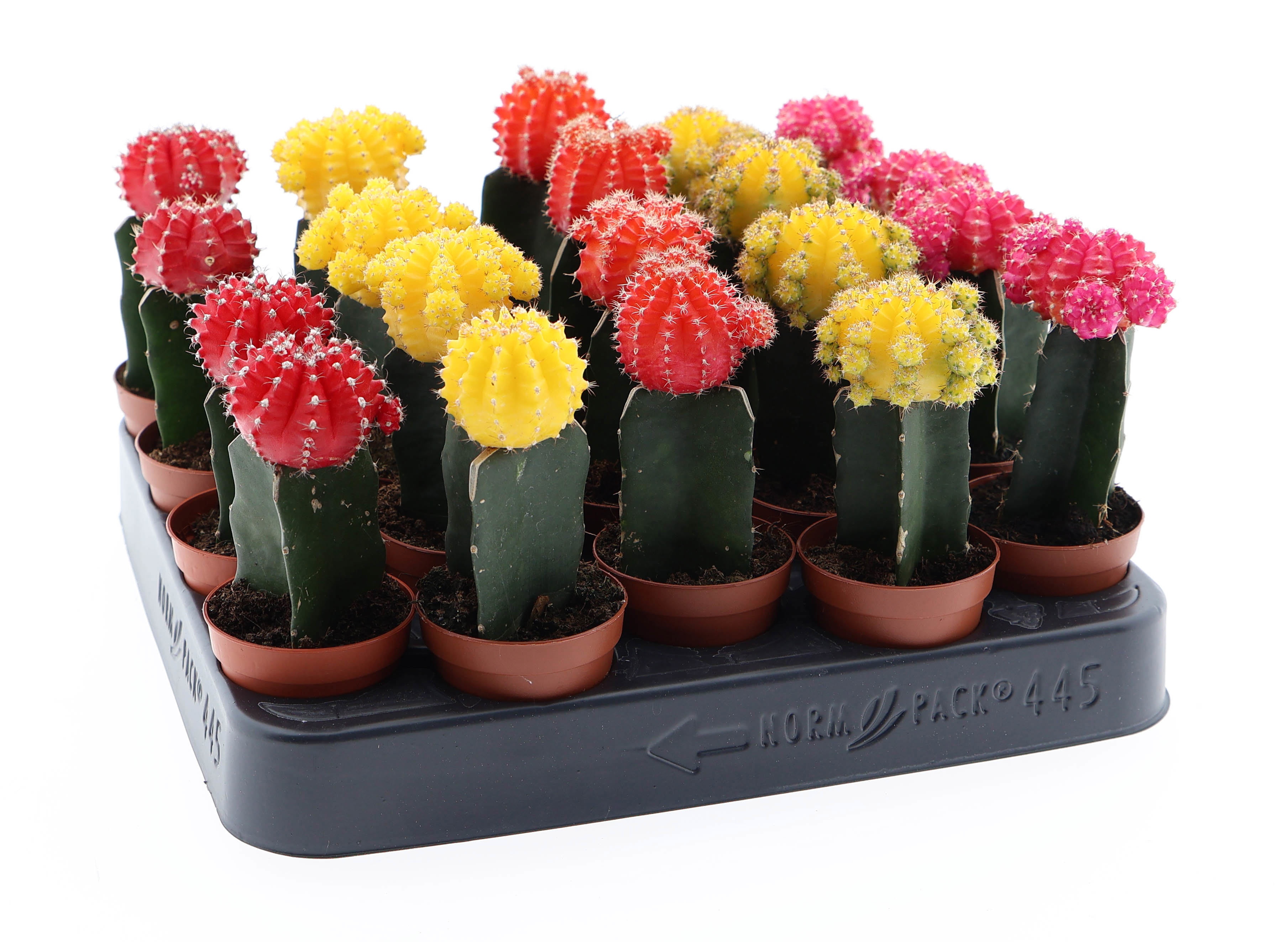 Geënt mix, D 5,5 cm