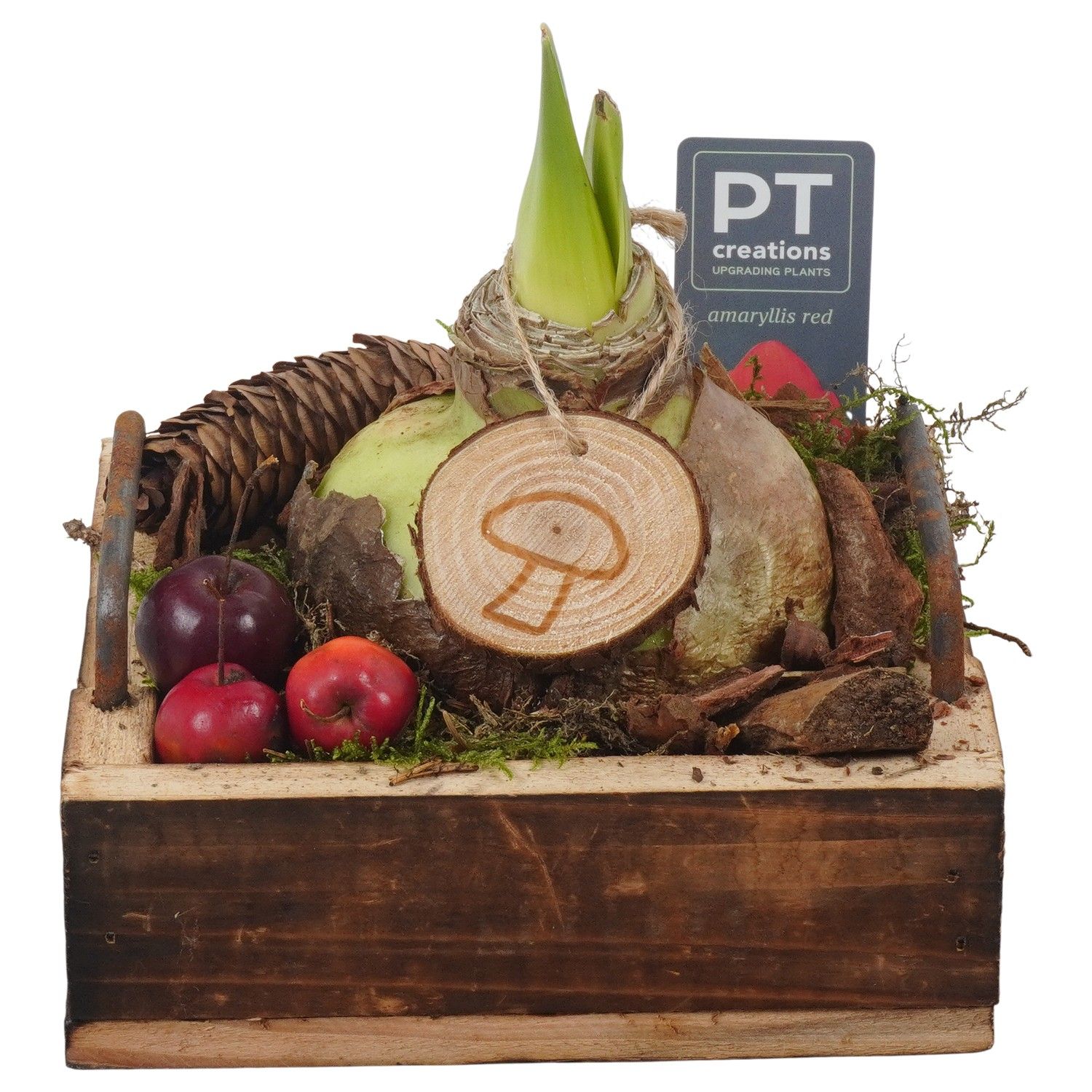 PTAA7534 Arrangement Amaryllis in houten bak, D 15 cm