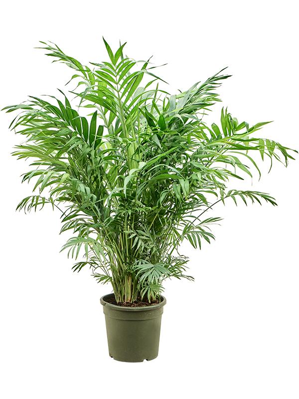 Chamaedorea elegans, D 23 cm