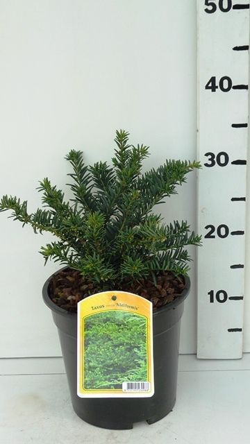 Taxus media 'Nidiformis', D 19