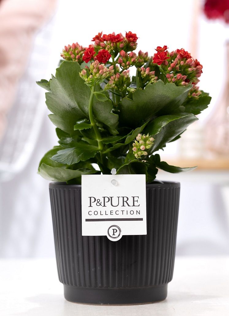 Kalanchoe red in P&PURE Liv ceramics matt black, D 12