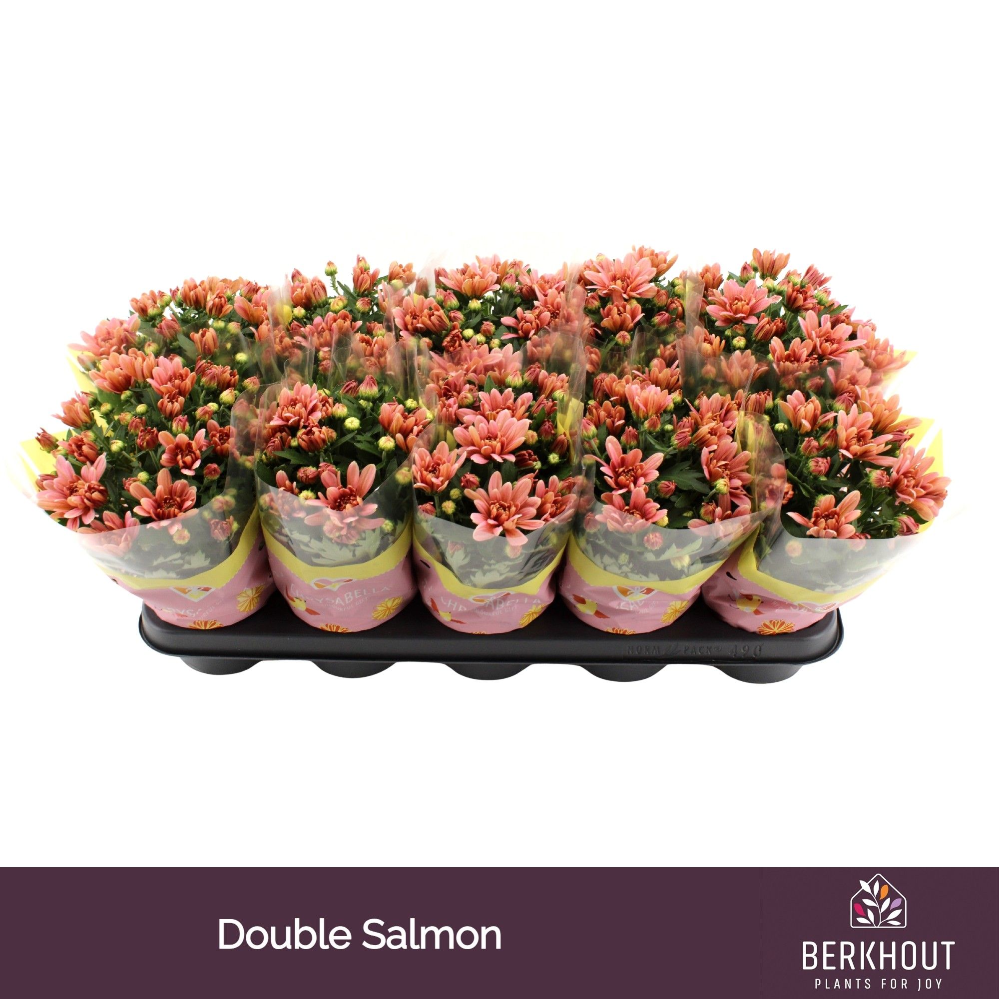 Chrysant Dynamic Salmon, D 12