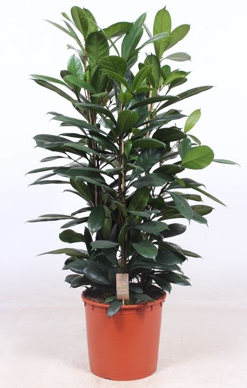 Ficus Cyathistipula 3pp, D 34