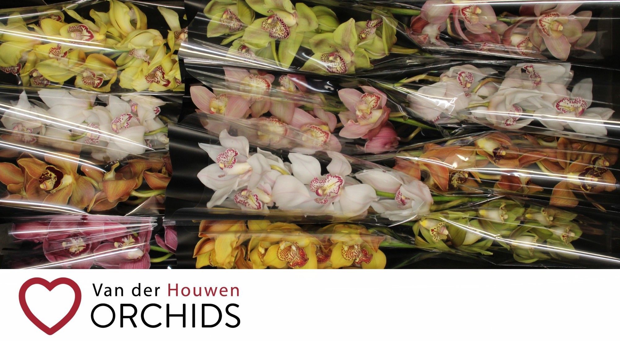 Цимбидиум Микс x12 50, шт.