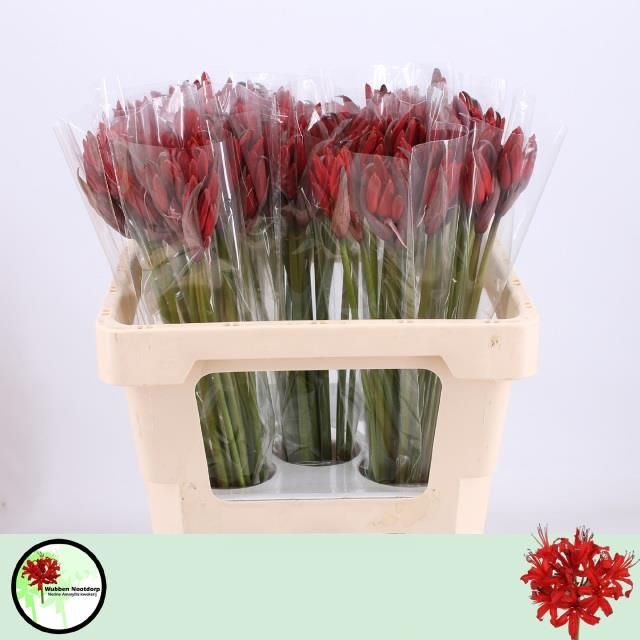 Нерине Лидия 50, шт.