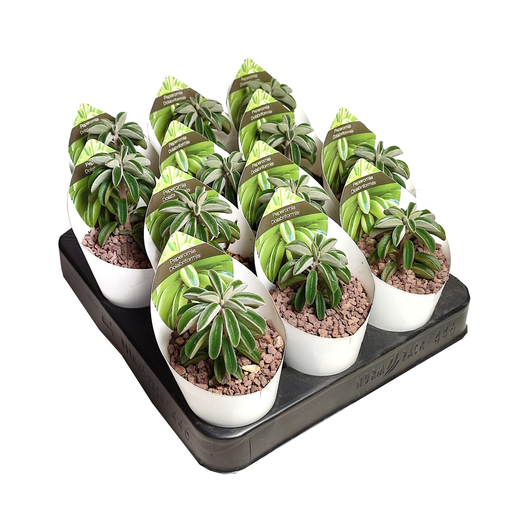 PEPEROMIA DOLABRIFORMIS - POT Ø 6,5 WITH POTCOVER (SUCCULENTEN), D 6,5 cm