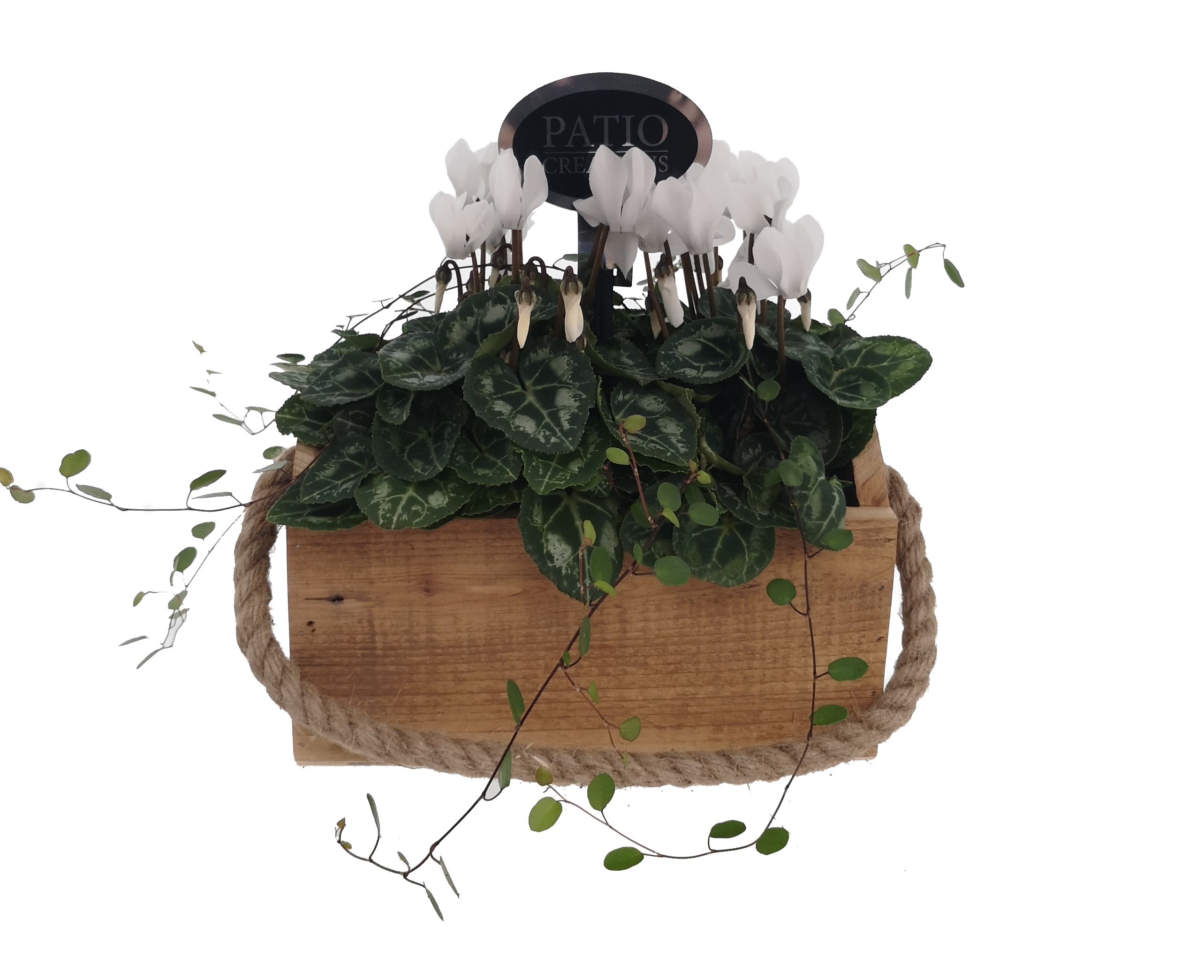 CYM657-9001 Cyclaam/Muehlenbeckia Mia S, D 22 cm CYM657-9001 Cyclaam/Muehlenbeckia Mia S, D 22 cm