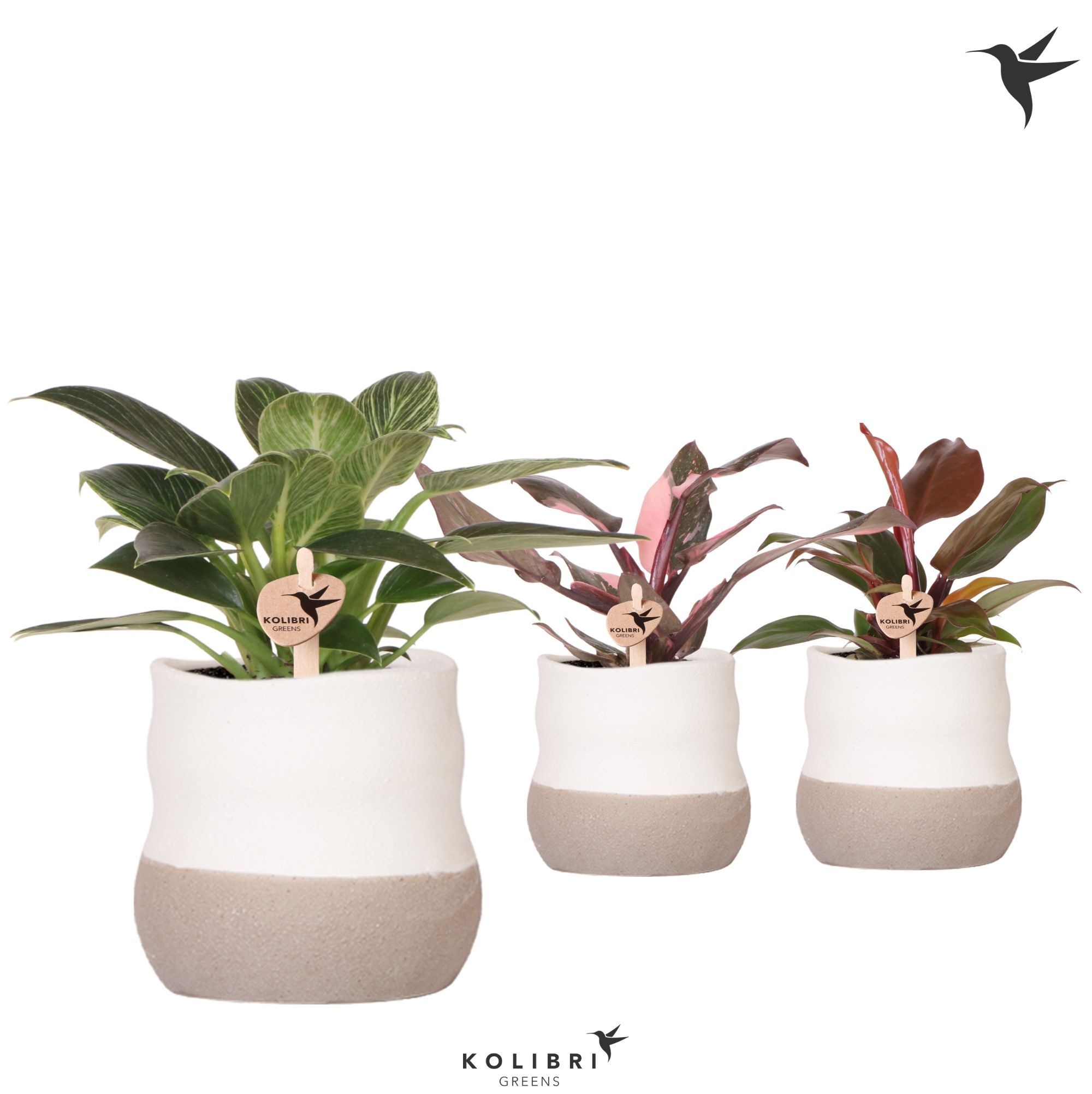 Kolibri Greens Philodendron mix in Imperfect Bag pot, D 9