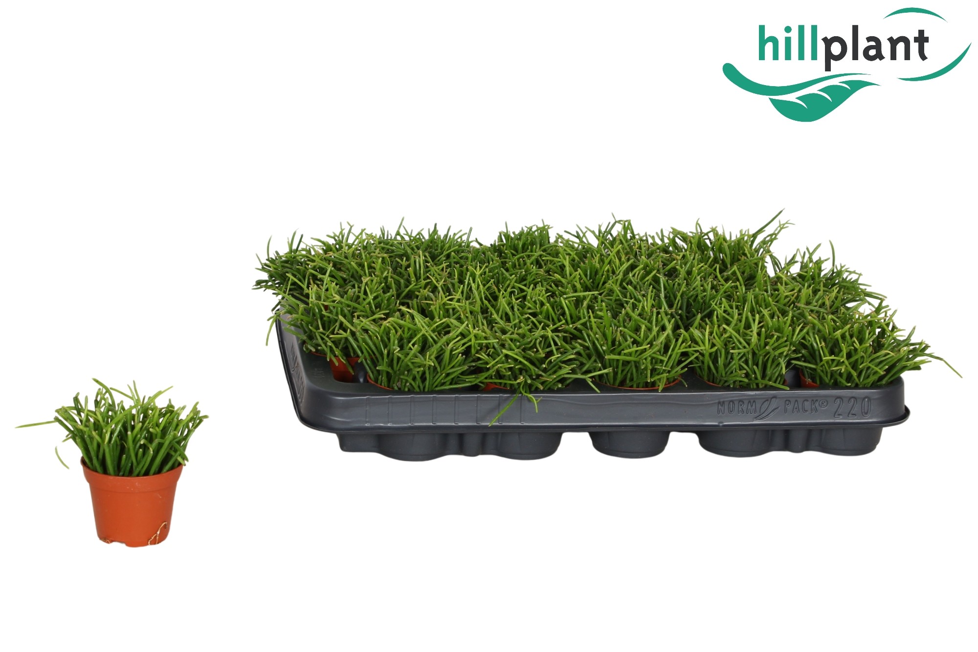 Rhipsalis bacci. 'Oasis' 6 cm, D 6