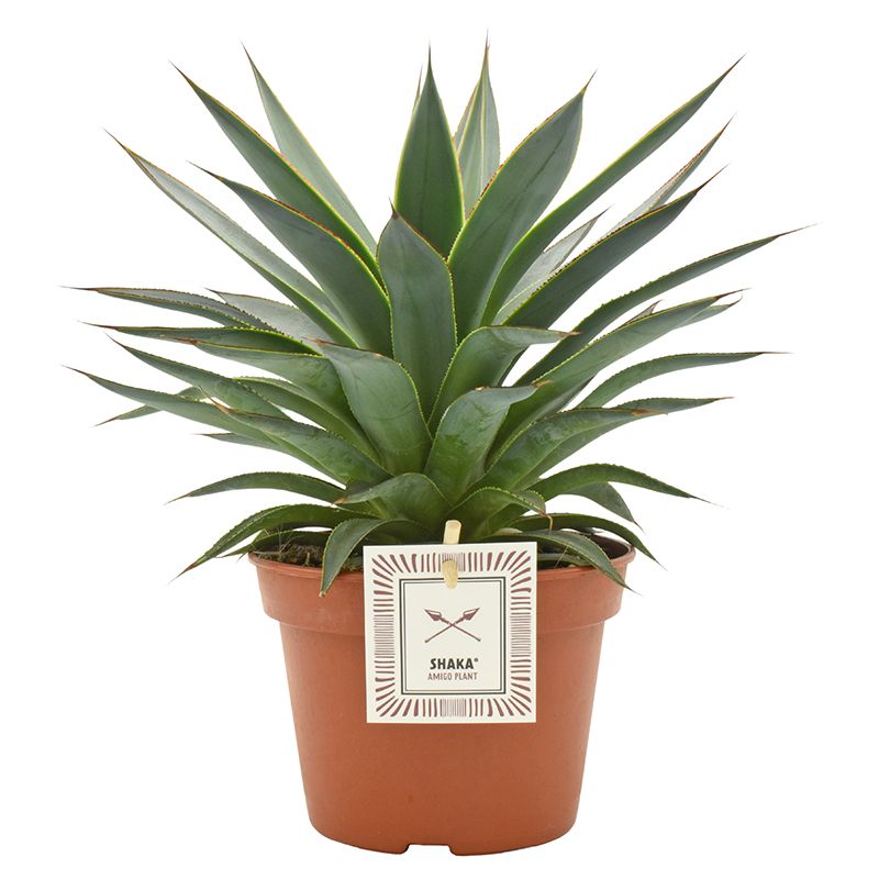 Agave Shaka Koko® with etiket, D 15