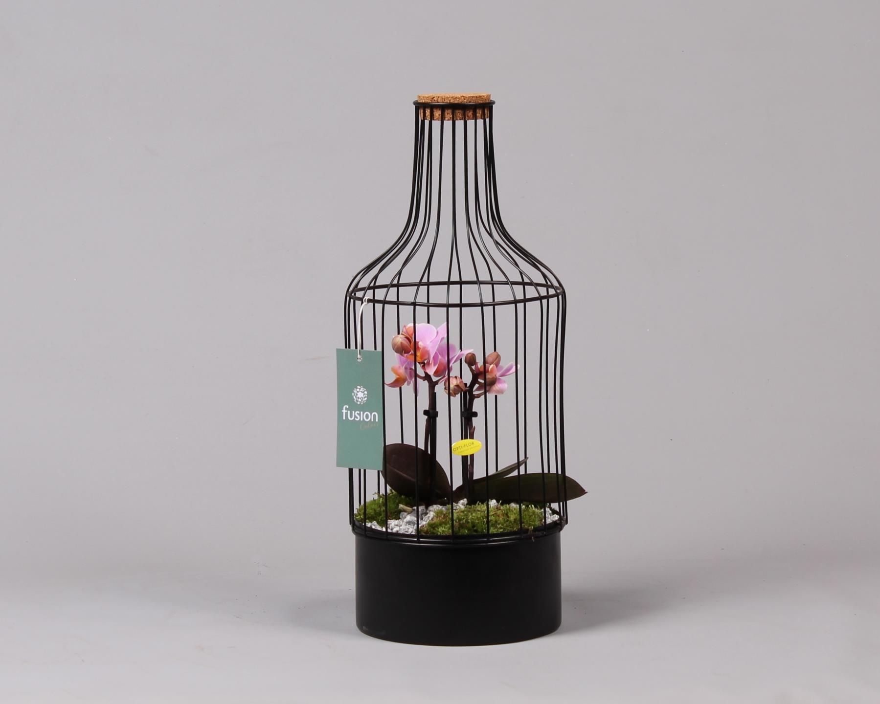 Metalen fles met kurk zwart small met Phalaenopsis, D 15