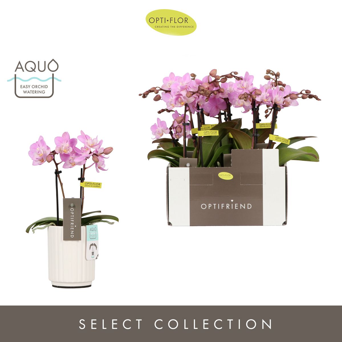 Optifriend Lieke 2 spike in Molise White Aquo, D 7 cm