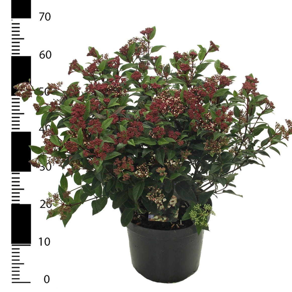 Viburnum tinus 'Ladybird' PBR, D 26