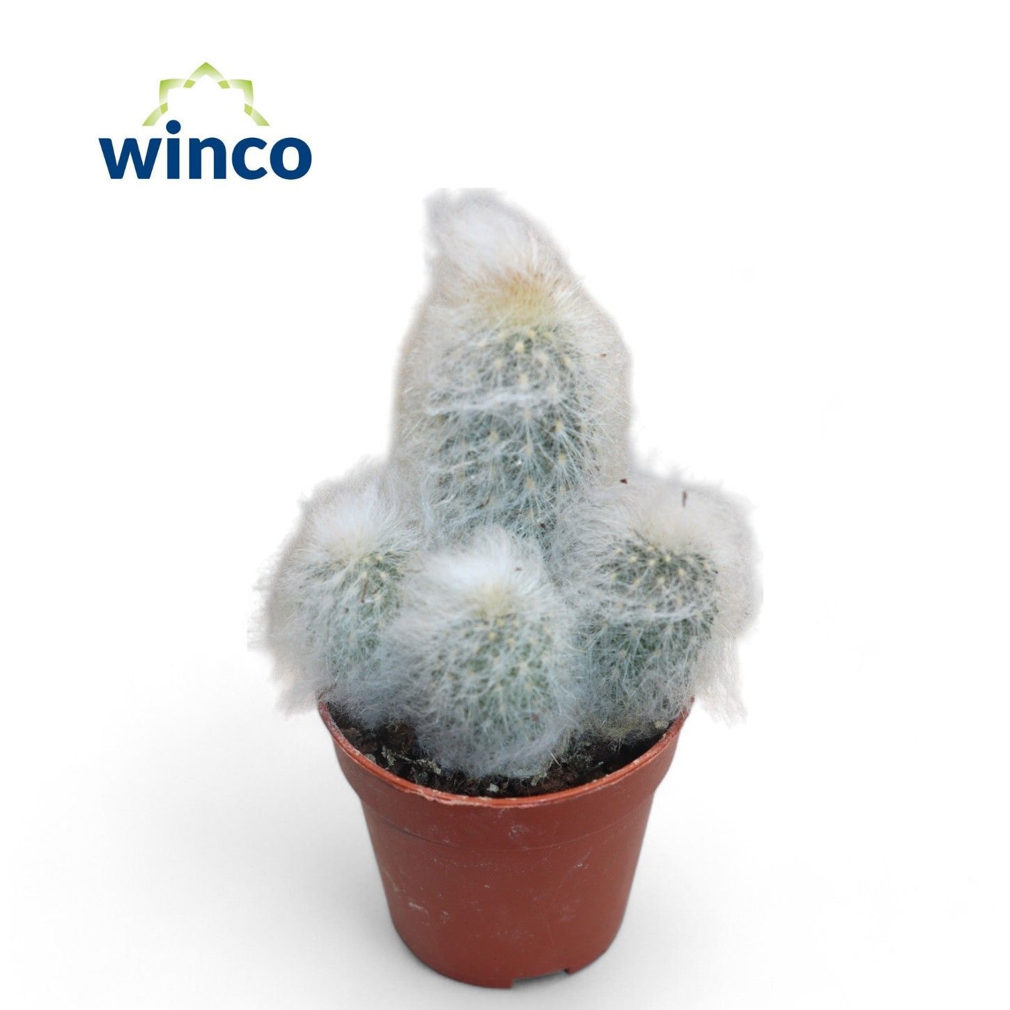 Espostoa Melonastele, D 5,5 cm