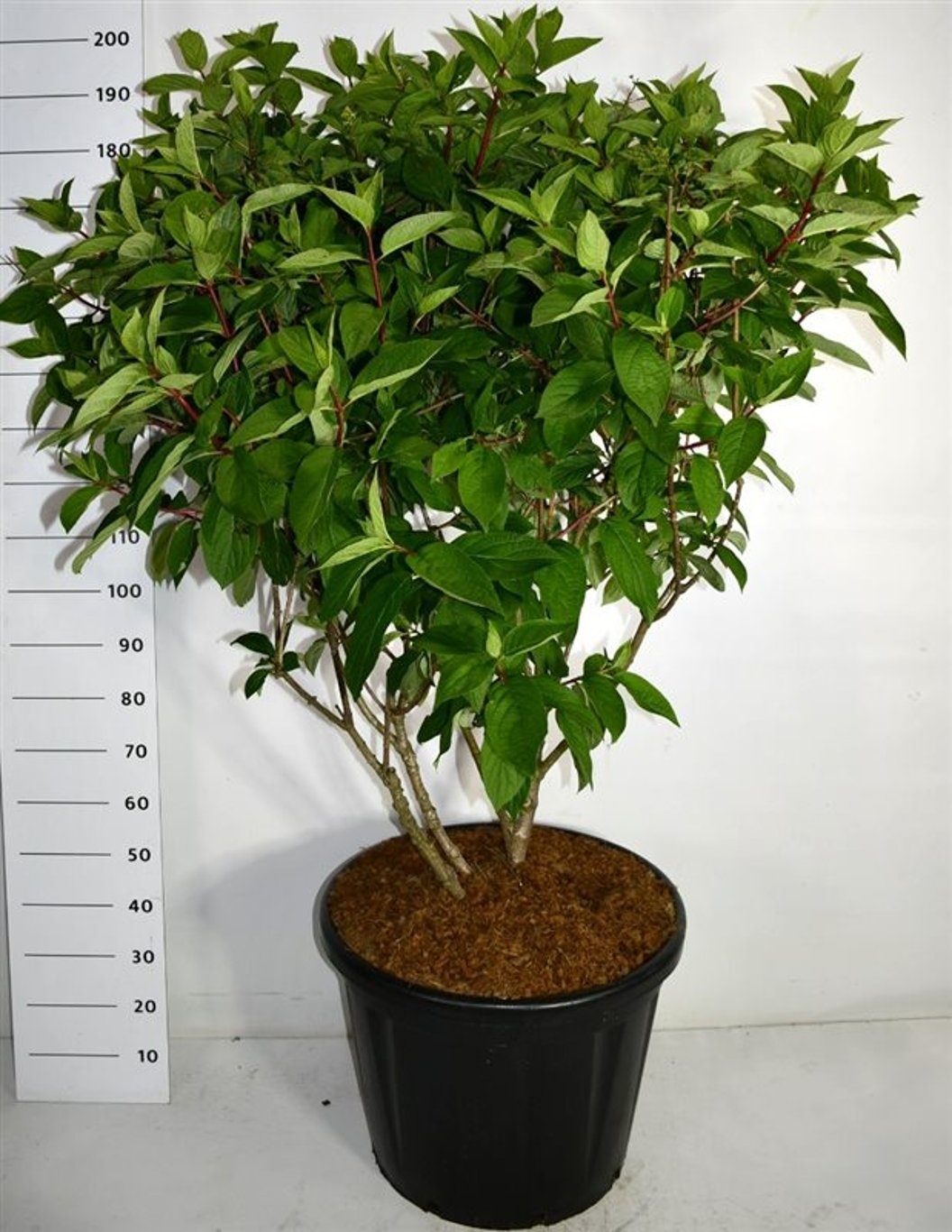 Hydrangea pan. 'Wim's Red', D 60