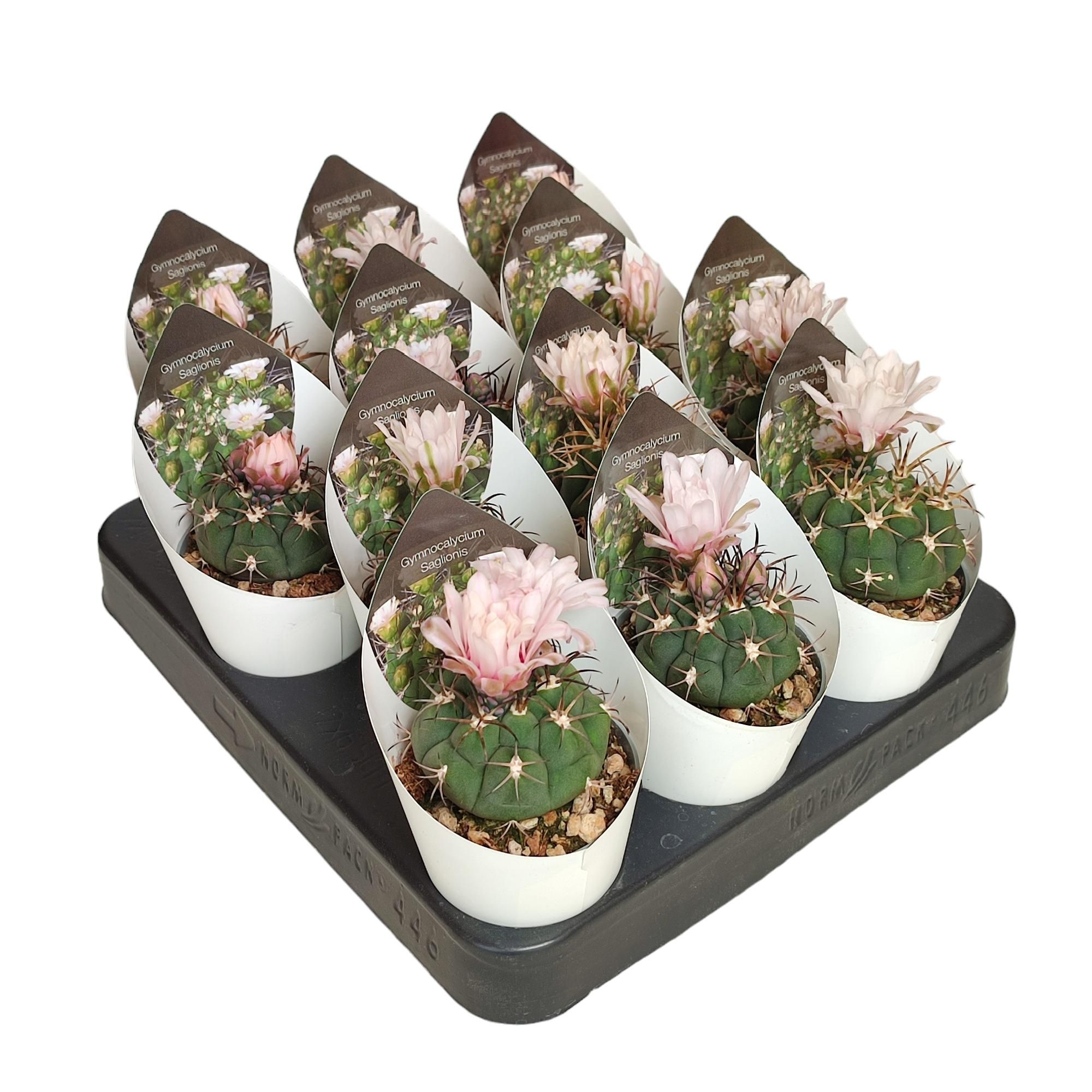 GYMNOCALYCIUM SAGLIONIS - POT Ø 6,5 WITH POTCOVER (CACTUS), D 6,5 cm