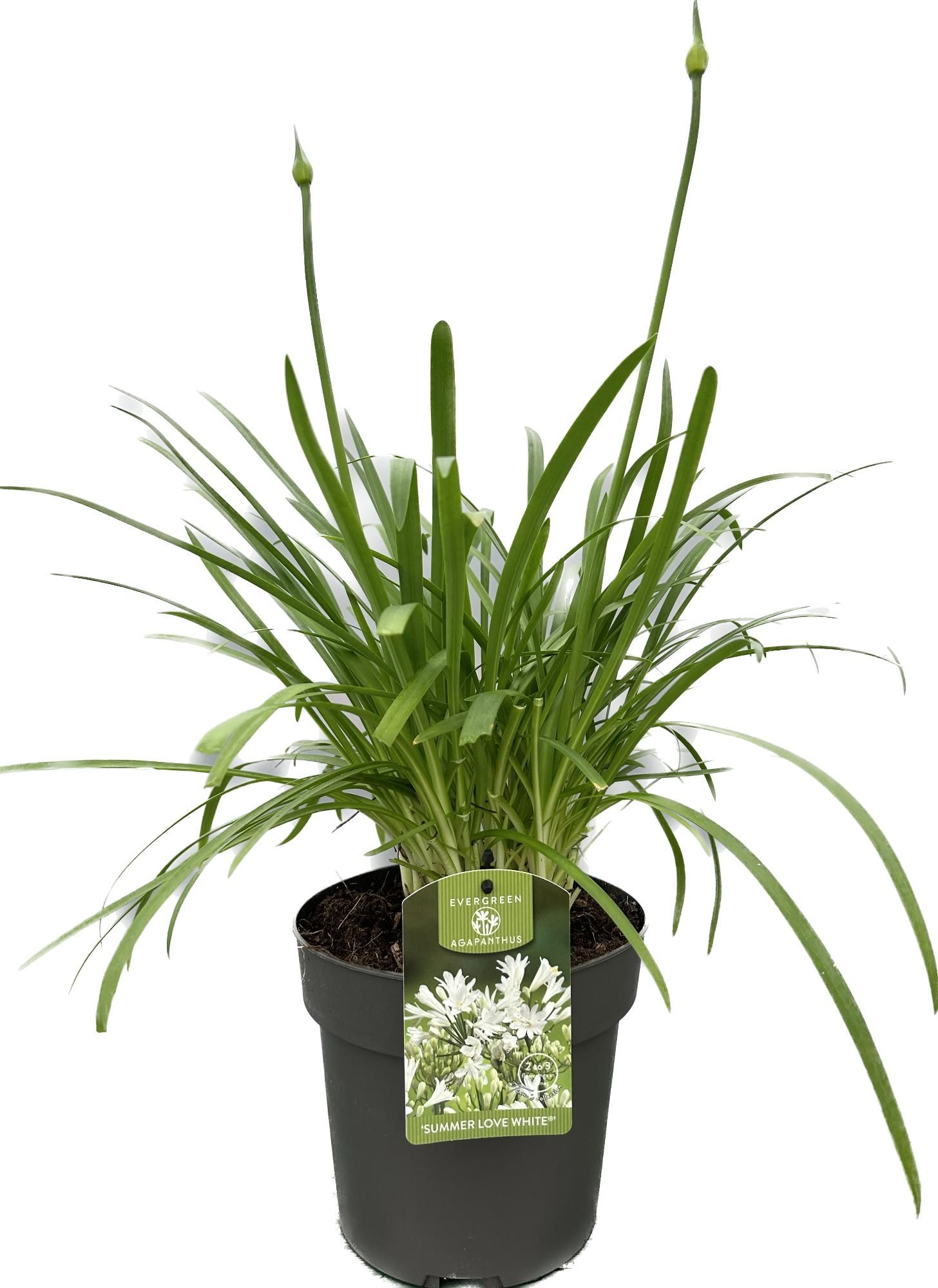 Agapanthus 'Summer love White' P19 EVERGREEN, D 19