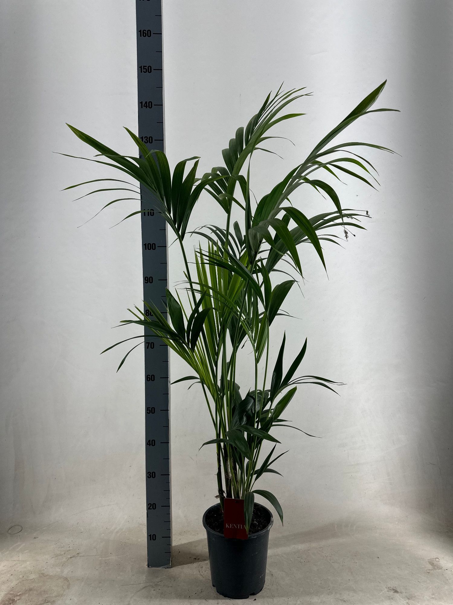 KENTIA - P21 H130 - 5PP - EcoLine (Howea forsteriana), D 21