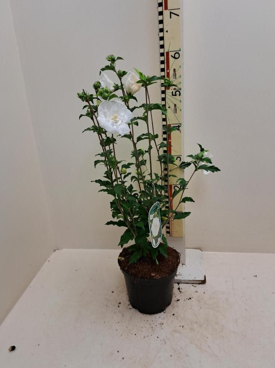 Hibiscus syr. White Chiffon, D 19