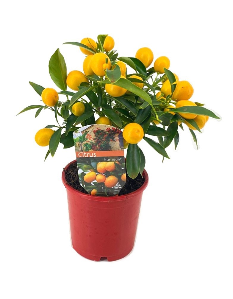 Citrus kumquat, D 12