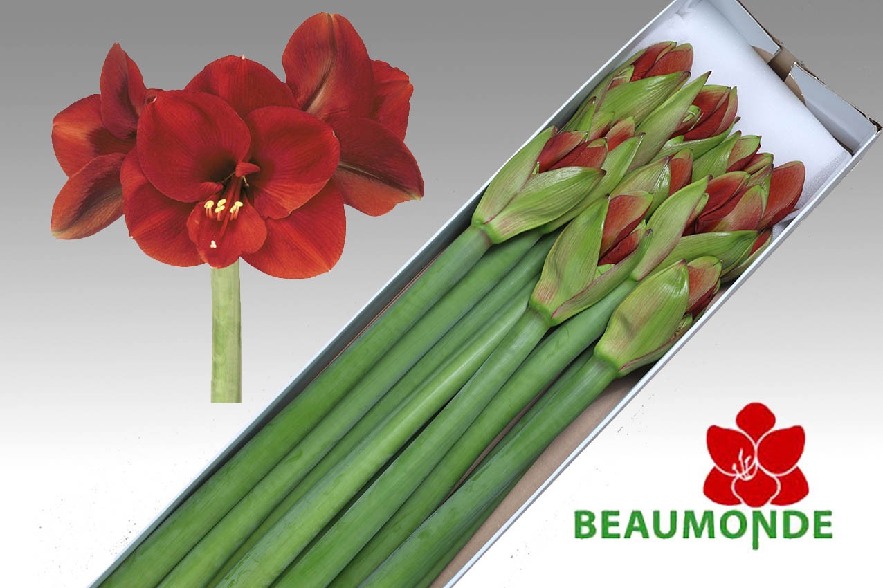Амарилис Феррари (красн.) x10, шт.