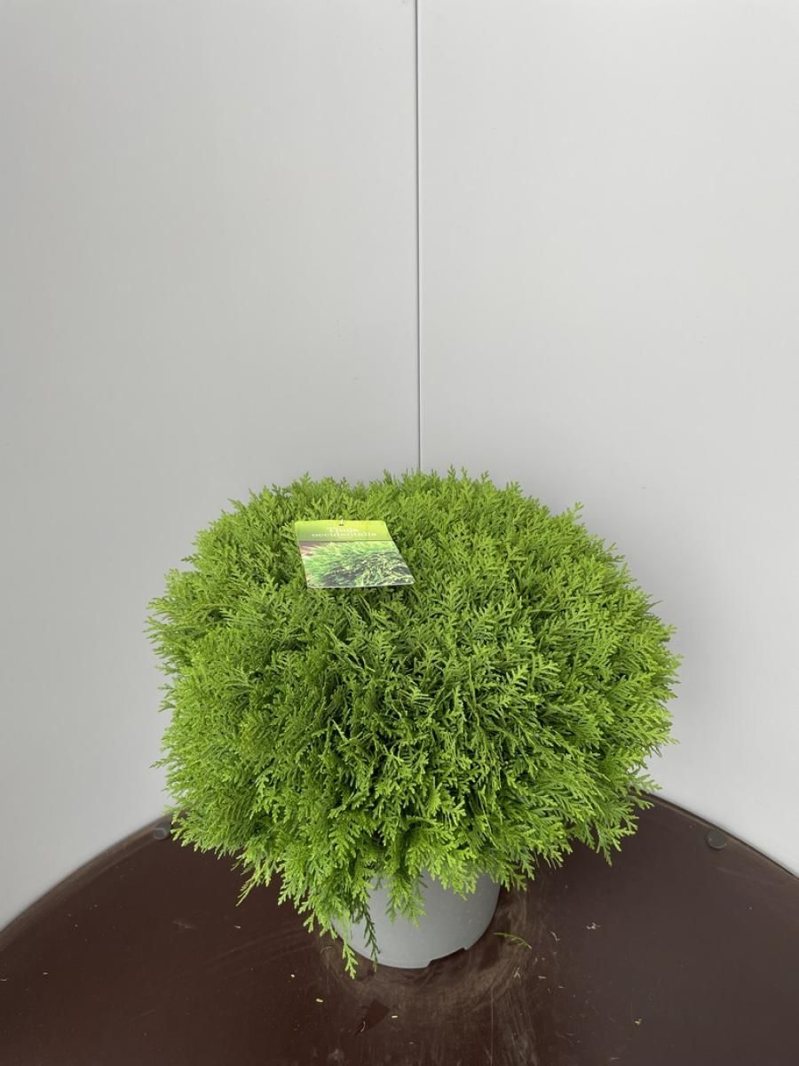 Thuja occ. 'Danica', D 32